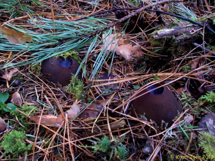 Саркосома шаровидная sarcosoma globosum