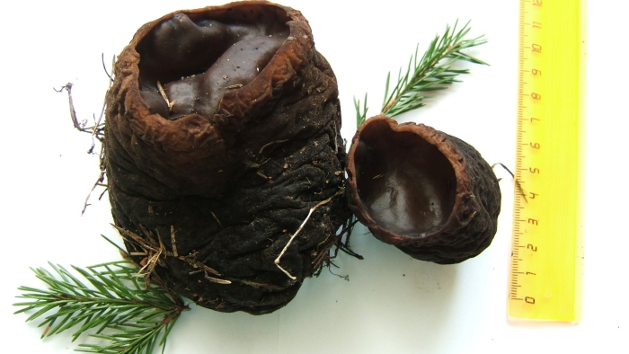 Саркосома шаровидная sarcosoma globosum