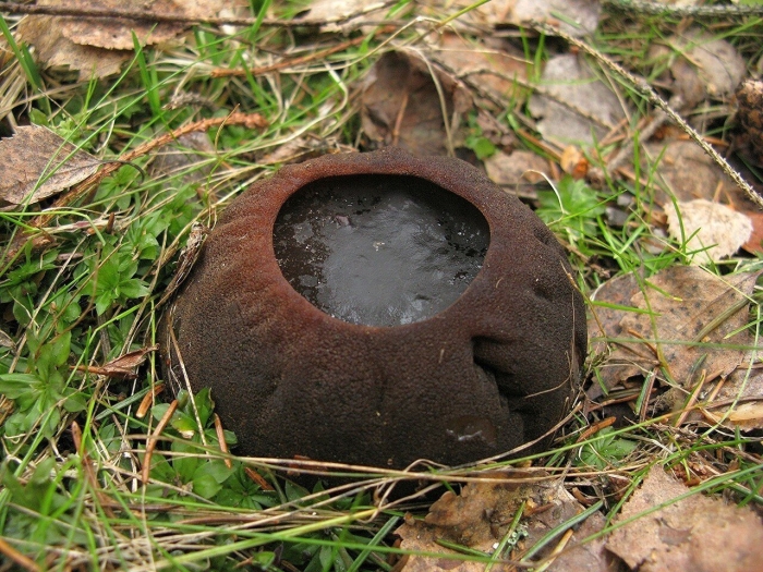 Саркосома шаровидная sarcosoma globosum