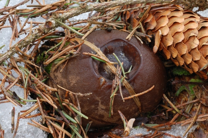 Саркосома шаровидная гриб