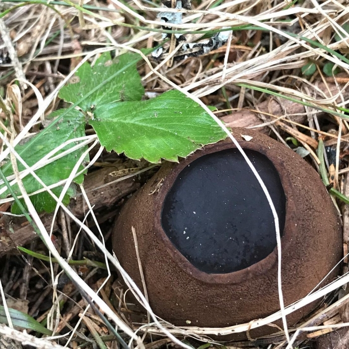 Саркосома шаровидная sarcosoma globosum