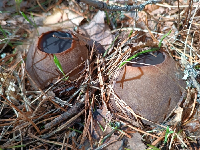 Саркосома шаровидная sarcosoma globosum