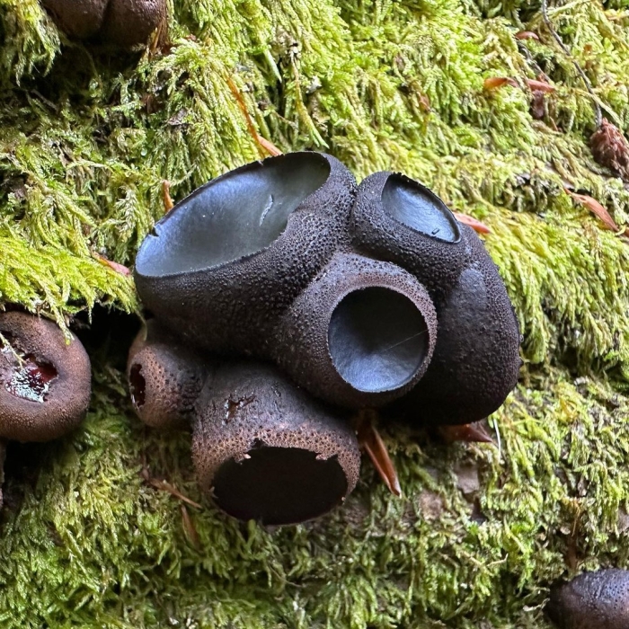 Урнула бокаловидная urnula craterium