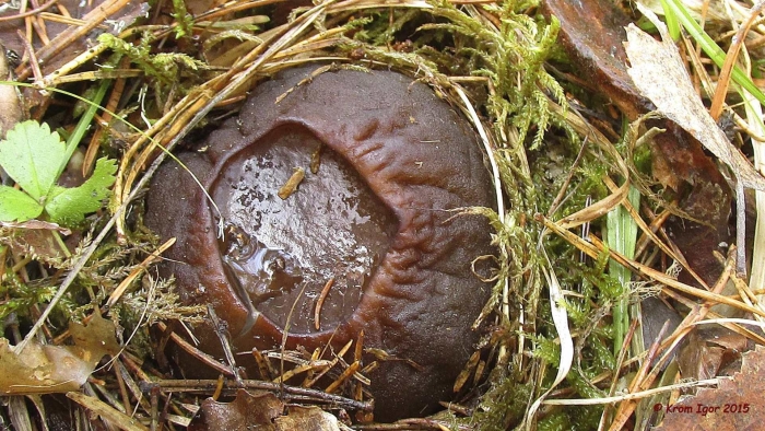 Ведьмин котелок гриб