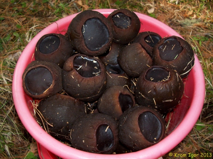 Молодильные грибы саркосома шаровидная