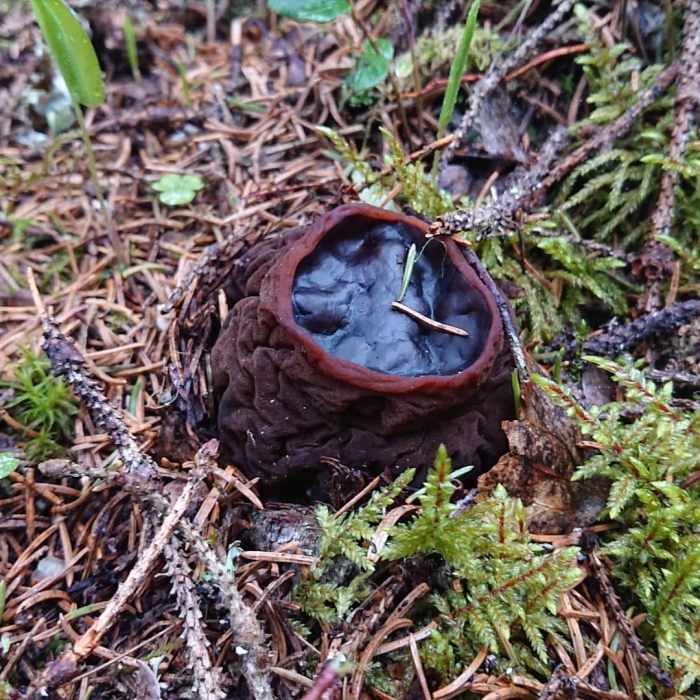 Саркосома шаровидная