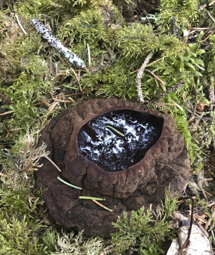 Саркосома шаровидная sarcosoma globosum