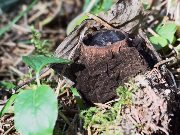 Саркосома шаровидная sarcosoma globosum