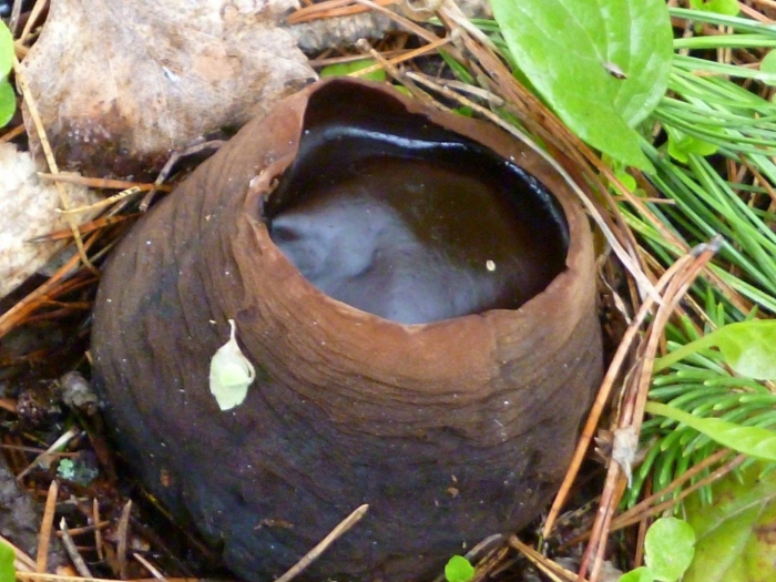 Гриб ведьмин котелок