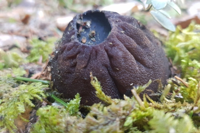 Гриб шаровидная саркосома