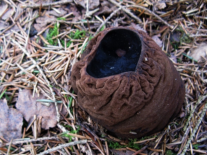 Саркосома шаровидная sarcosoma globosum