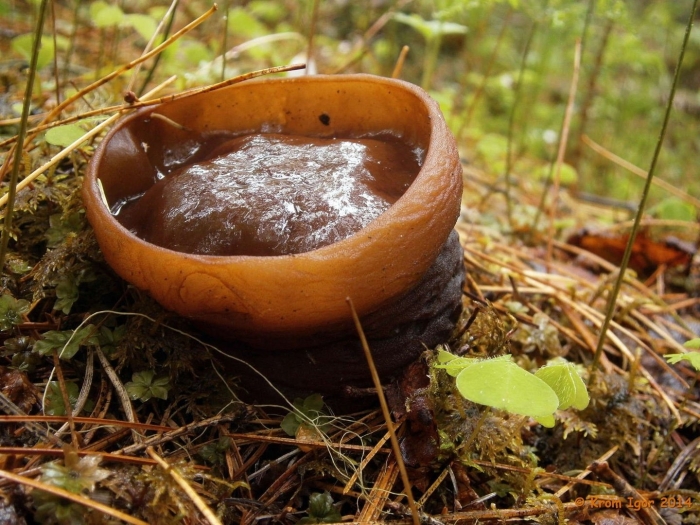 Молодильные грибы саркосома