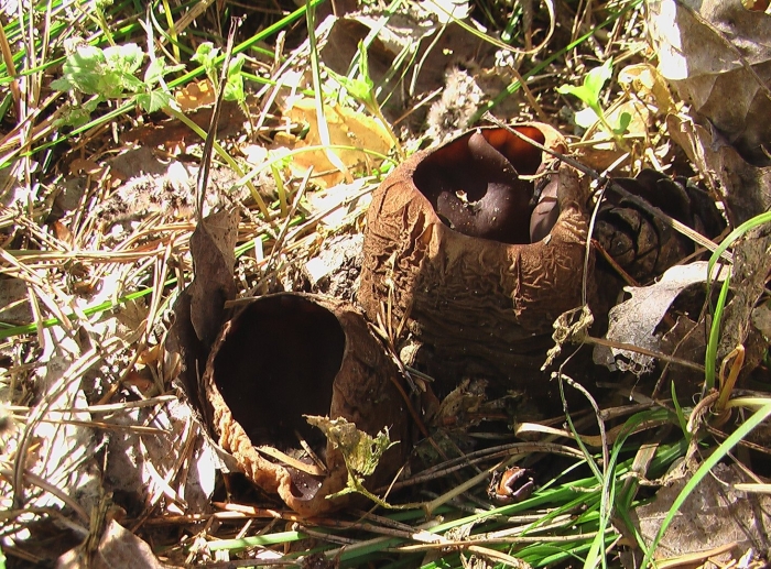 Саркосома сибирская