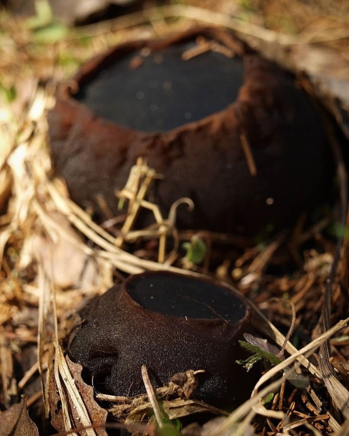 Саркосома шаровидная sarcosoma globosum