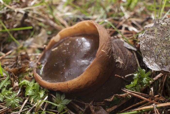 Саркосома шаровидная sarcosoma globosum