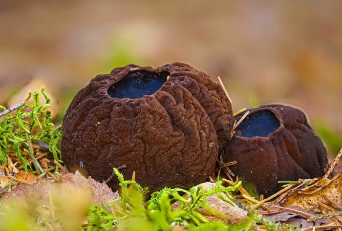 Саркосома шаровидная sarcosoma globosum