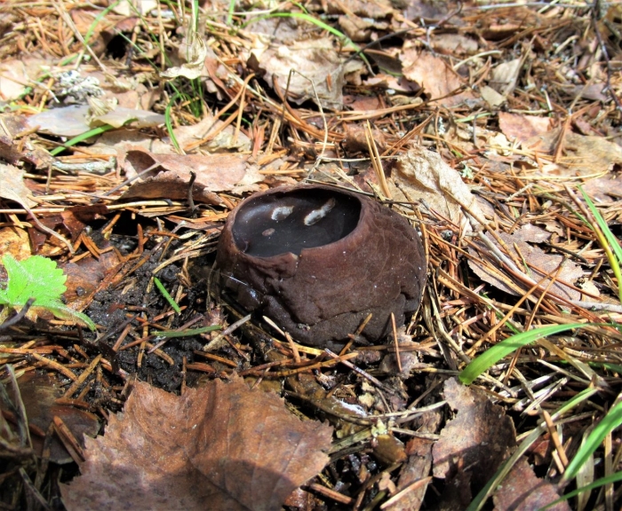 Саркосома гриб ленинградская область