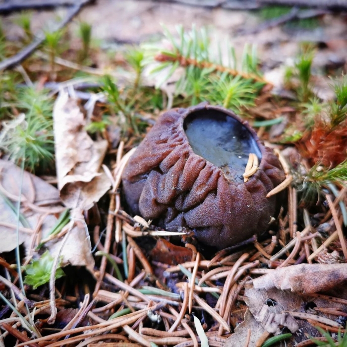 Гриб саркосома ведьмин