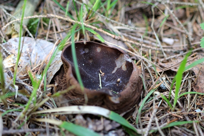 Саркосома шаровидная sarcosoma globosum