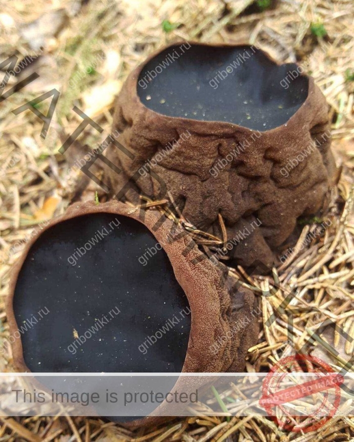 Саркосома шаровидная sarcosoma globosum