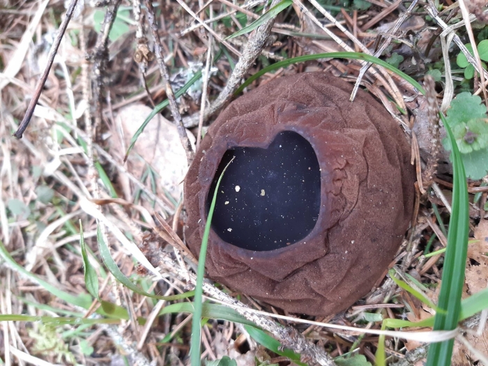 Саркосома шаровидная sarcosoma globosum