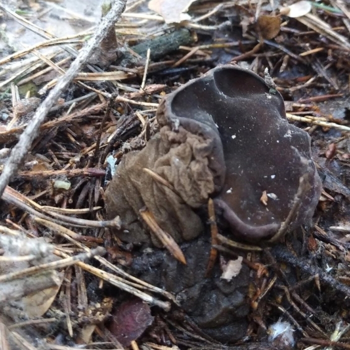 Саркосома шаровидная sarcosoma globosum