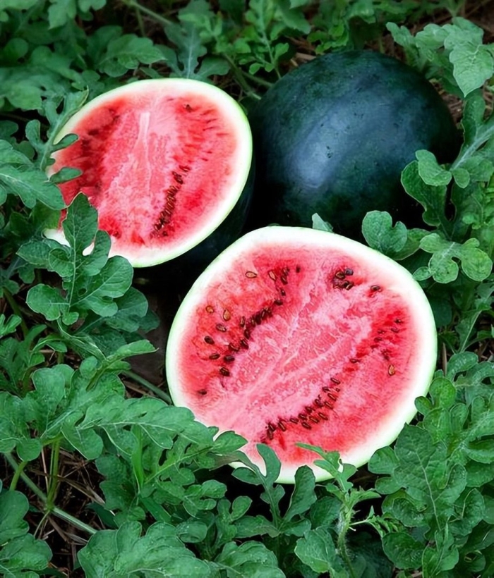 Арбуз шуга бейби