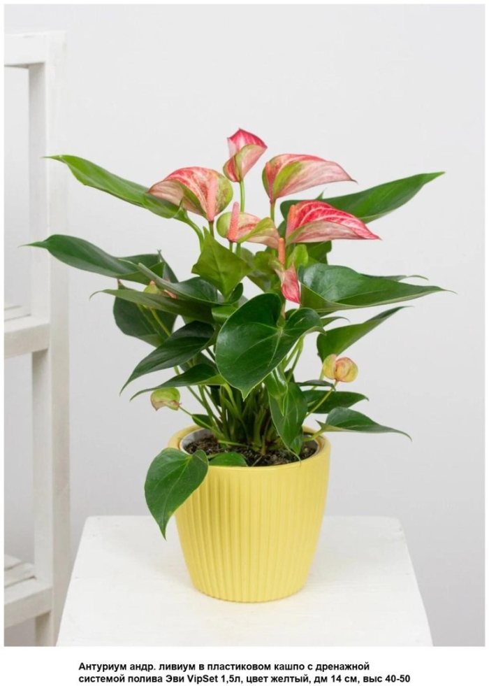 Антуриум андрианум ливиум