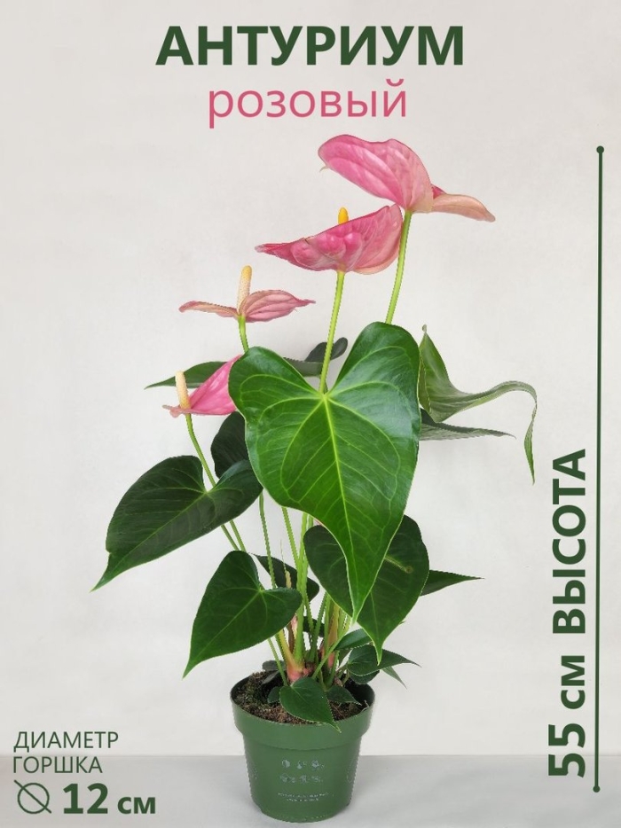 Антуриум андрианум розовый