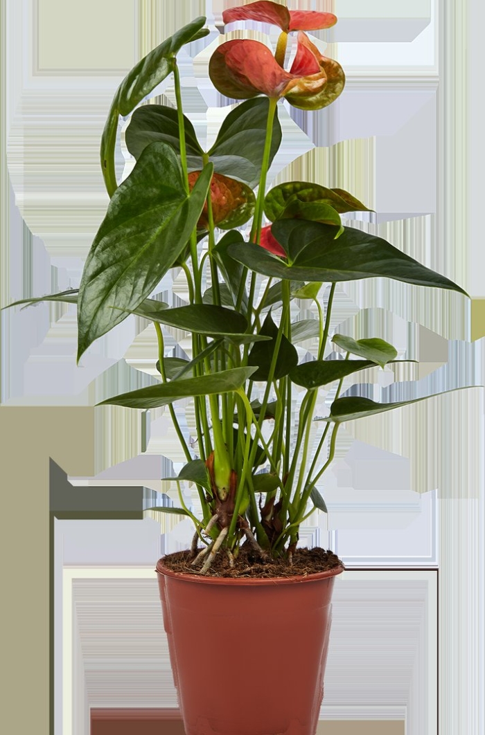 Антуриум sierra orange