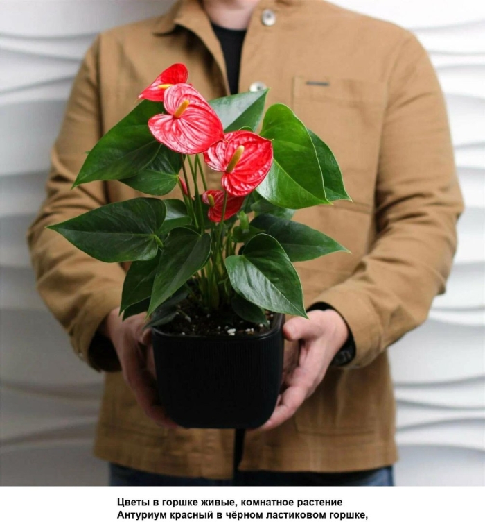 Антуриум красный