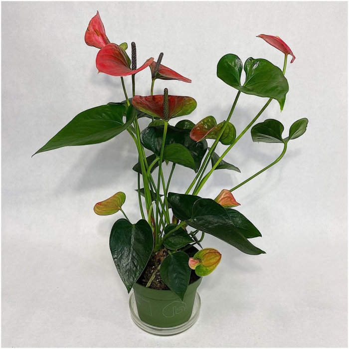 Антуриум свит дрим