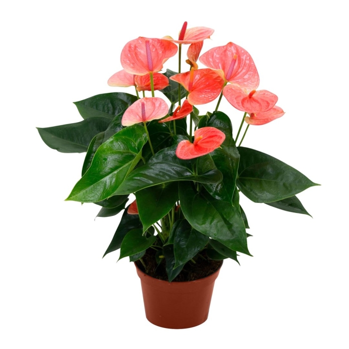 Антуриум андреа