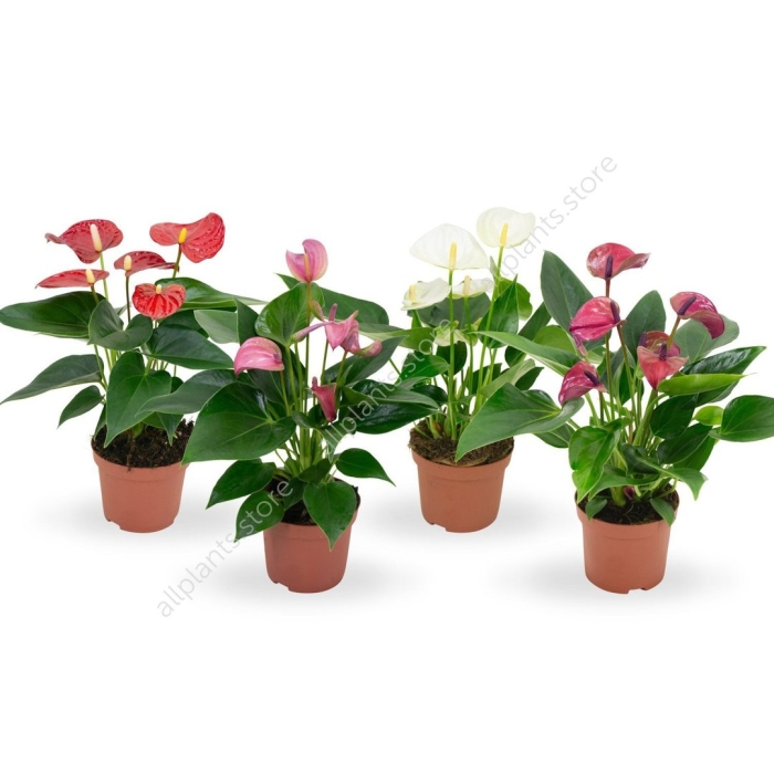 Антуриум андрианум микс