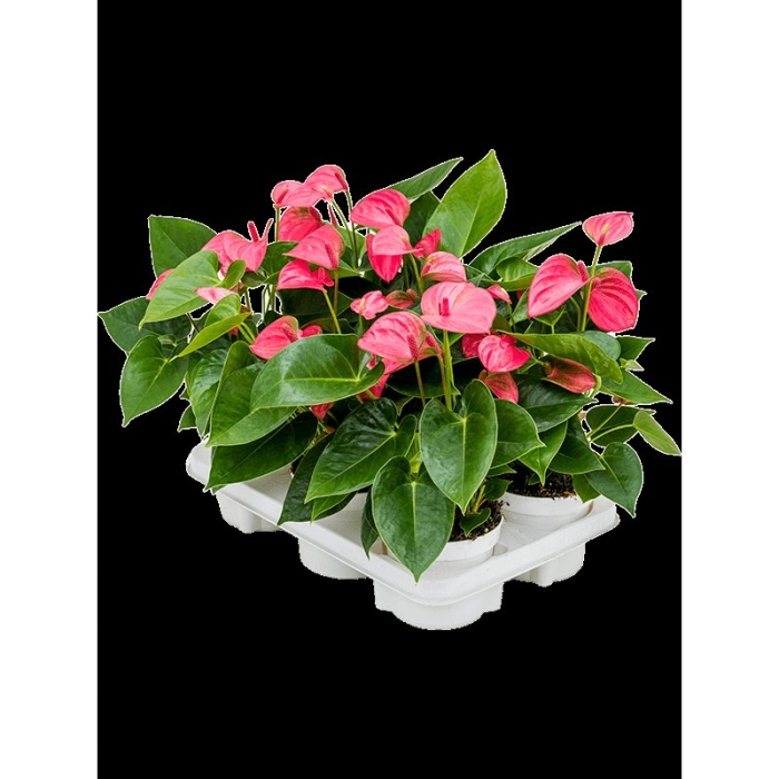 Антуриум андре пинк чемпион