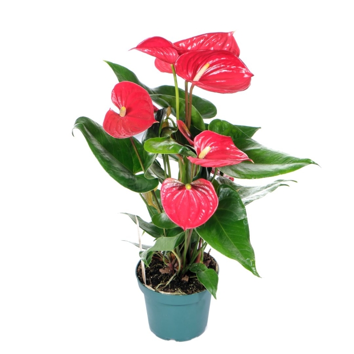 Антуриум андре (андрианум)