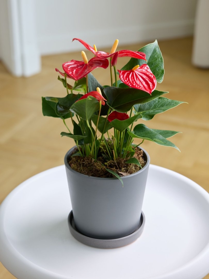 Комнатное растение антуриум