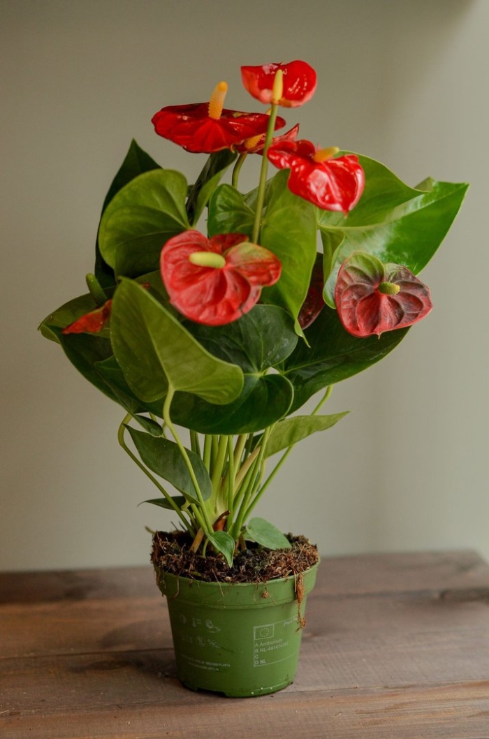 Антуриум андре