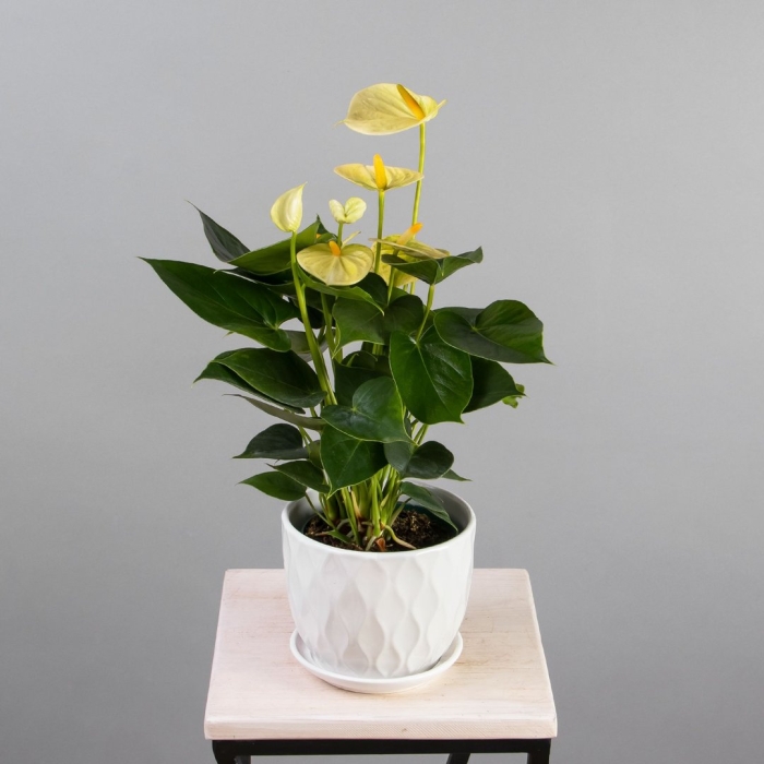 Антуриум андре ванилла