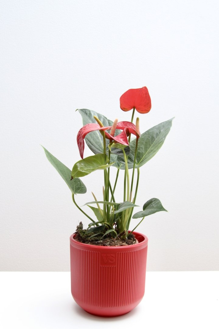 Антуриум андрианум саксес ред