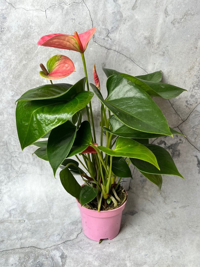 Антуриум живой комнатное растение