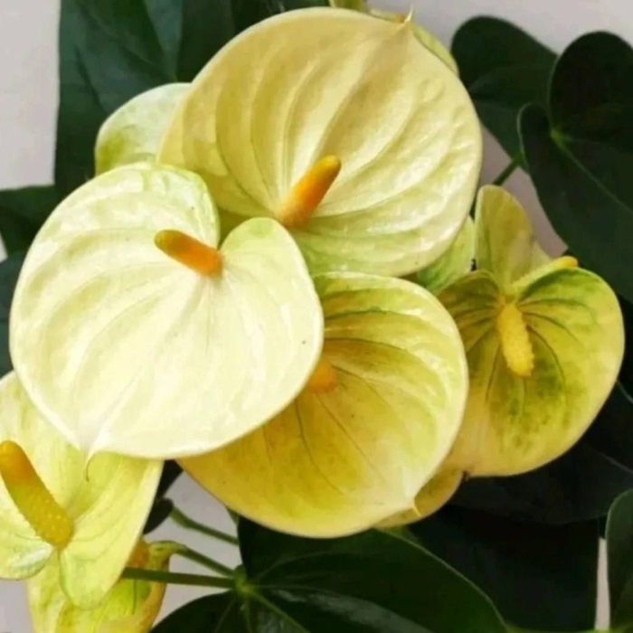Антуриум ванилла еллоу