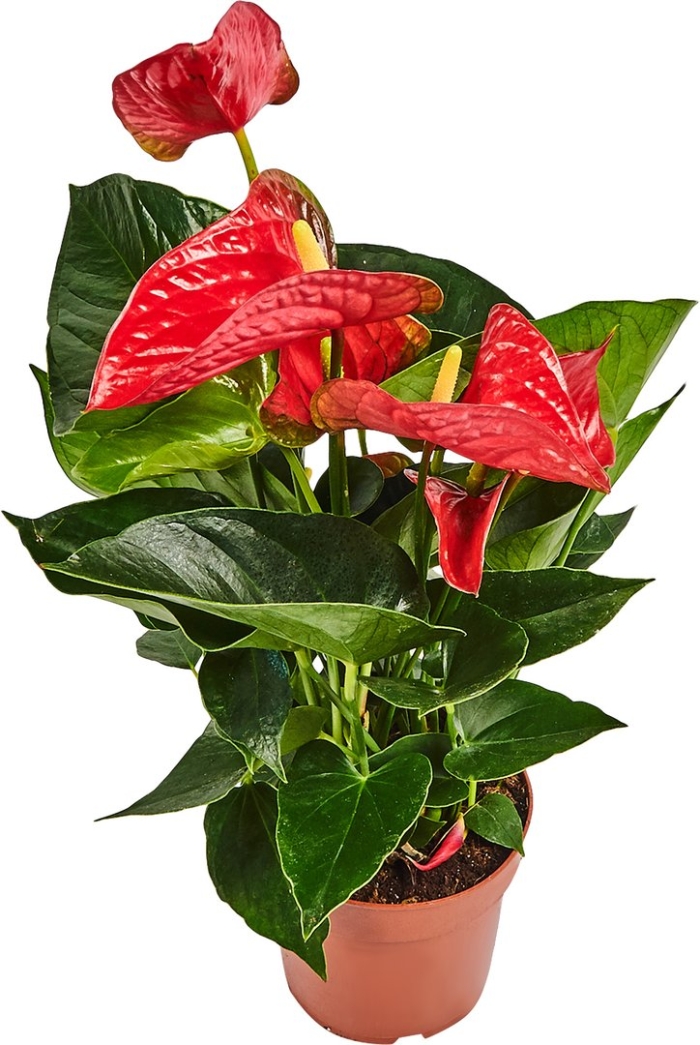 Антуриум андрианум карма ред