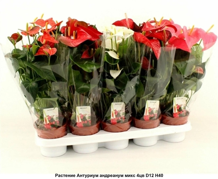 Антуриум микс d12