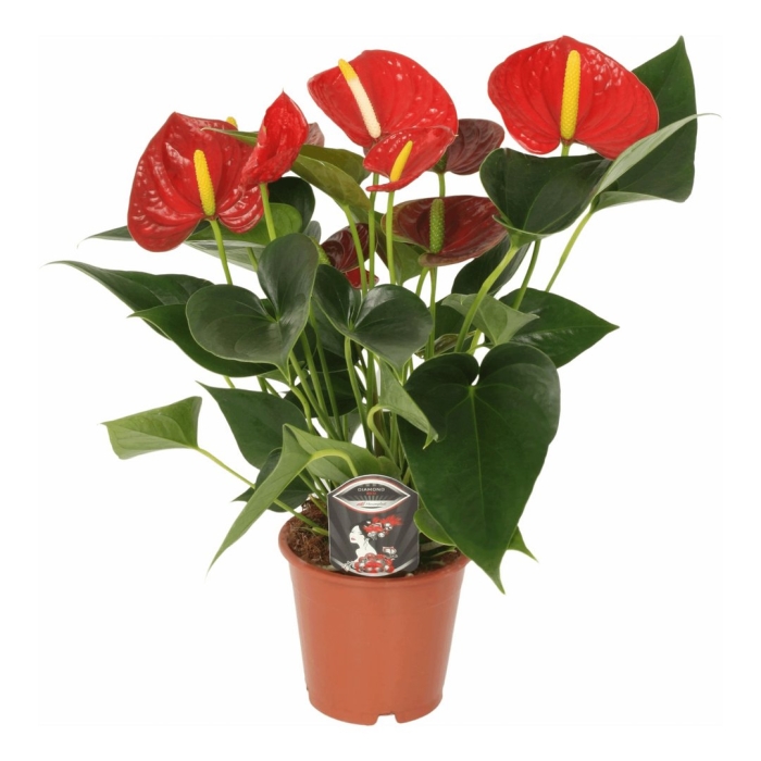 Антуриум андрианум чемпион красный