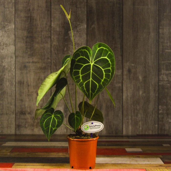 Антуриум кларинервиум