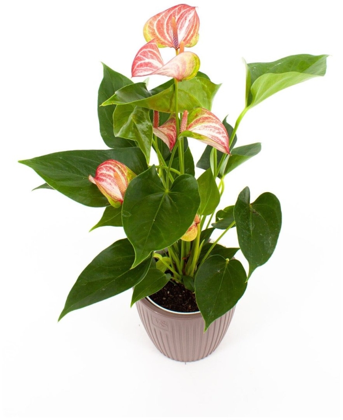 Антуриум livium