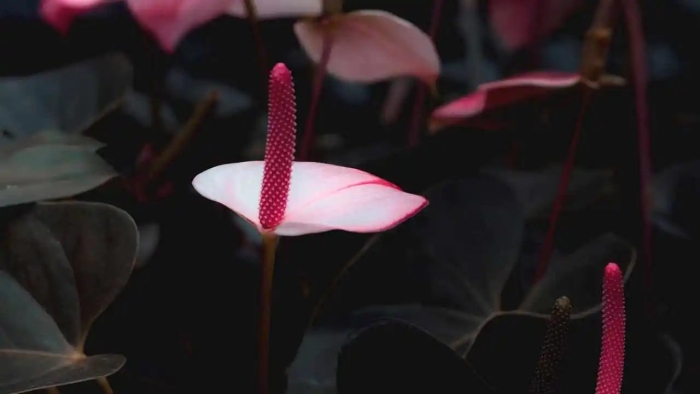 Антуриум цветок розовый