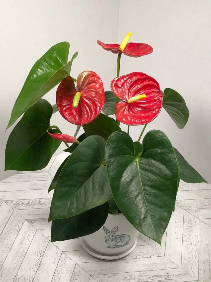 Антуриум андрианум белый