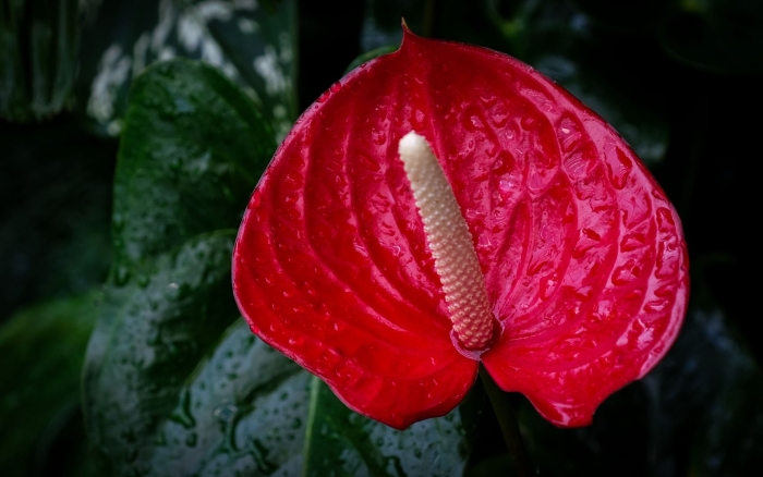 Антуриум цветок